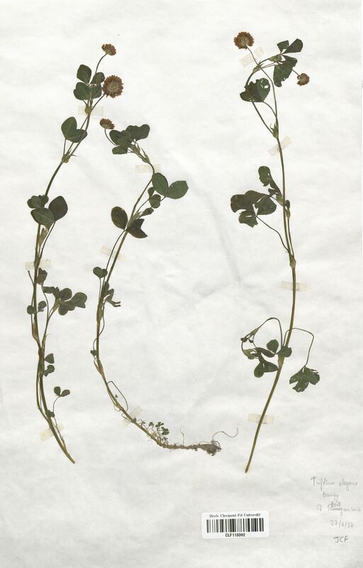 Trifolium elegans (Fabaceae)