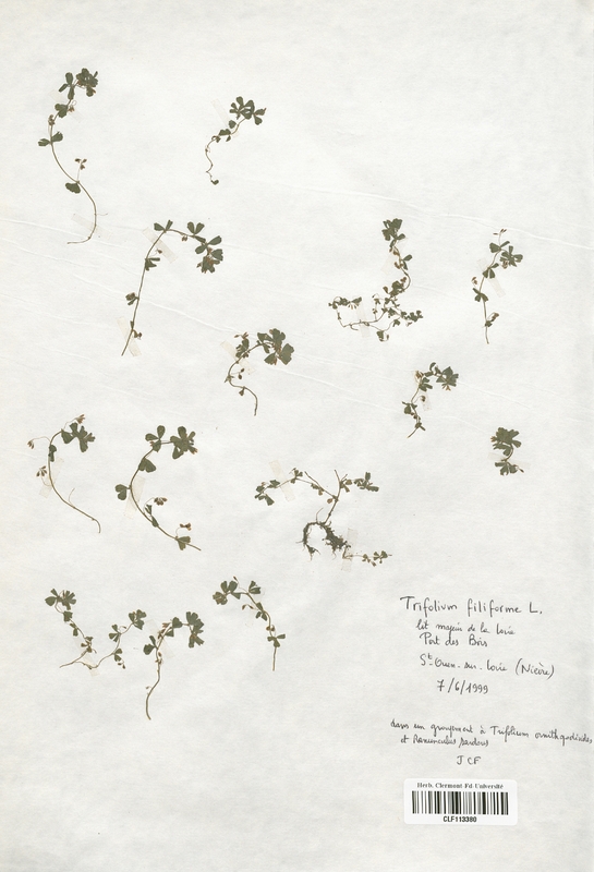 Trifolium filiform (Fabaceae)