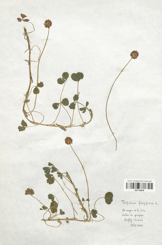 Trifolium fragiferum (Fabaceae)