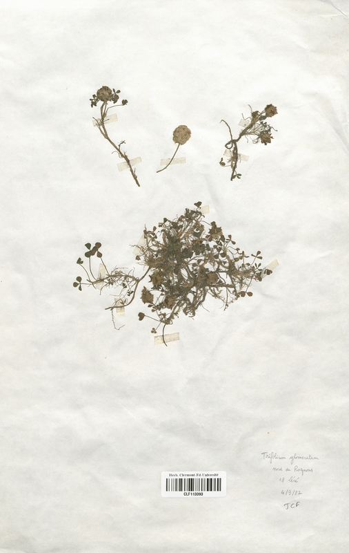 Trifolium glomeratum (Fabaceae)