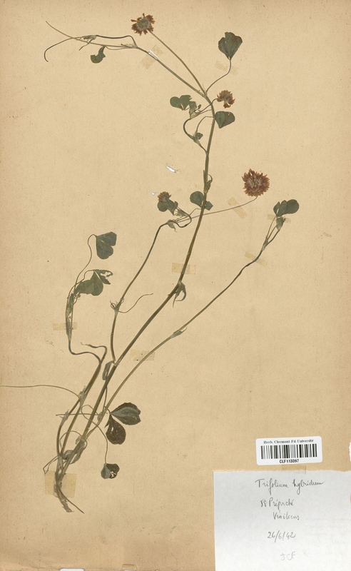 Trifolium hybridum (Fabaceae)