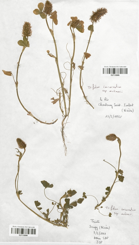 Trifolium incarnatum molinerii (Fabaceae)