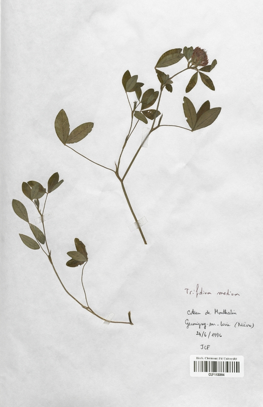 Trifolium medium (Fabaceae)