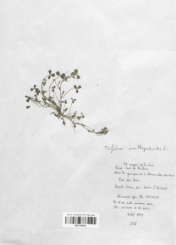 Trifolium ornithopodioides (Fabaceae)