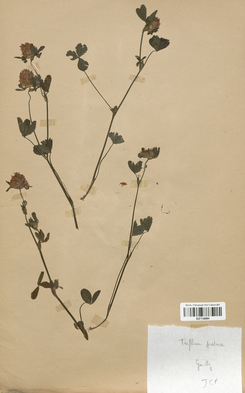 Trifolium pratense (Fabaceae)