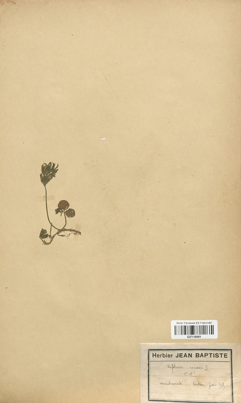 Trifolium repens (Fabaceae)