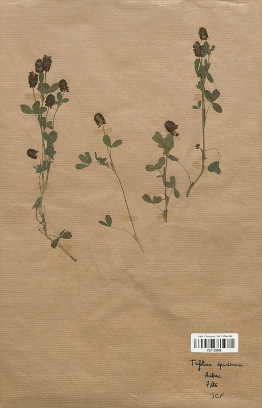 Trifolium spadiceum (Fabaceae)