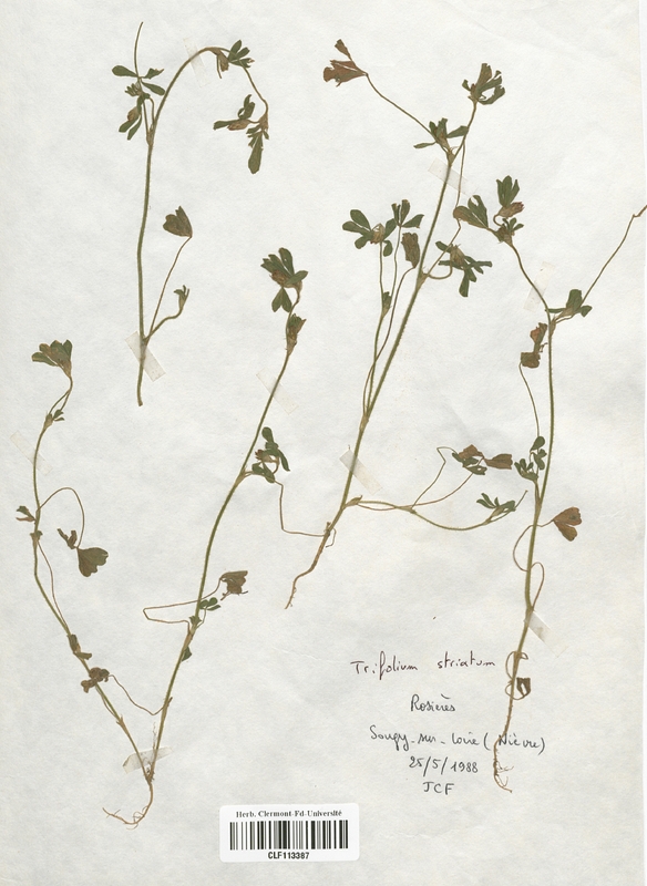 Trifolium striatum (Fabaceae)