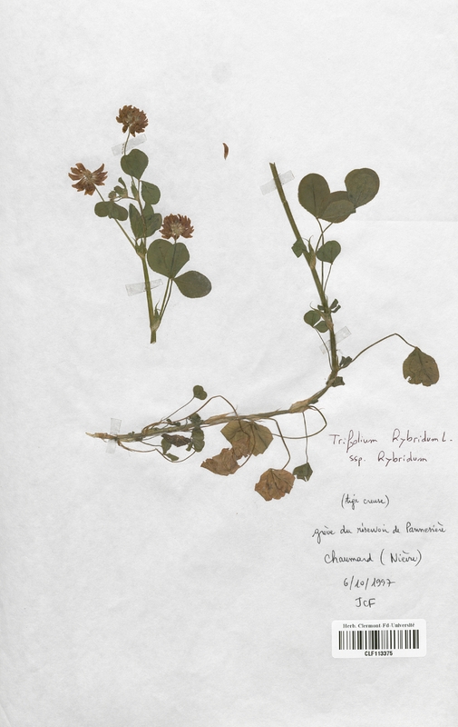 Trifolium rybridum (Fabaceae)