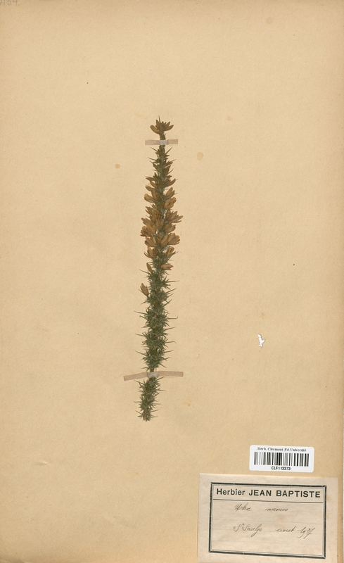 Ulex nanus (Fabaceae)