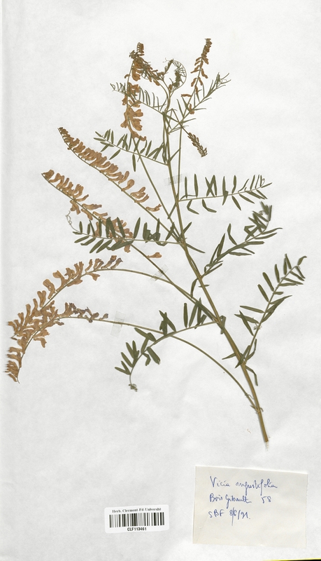 Vicia augustifolia (Fabaceae)