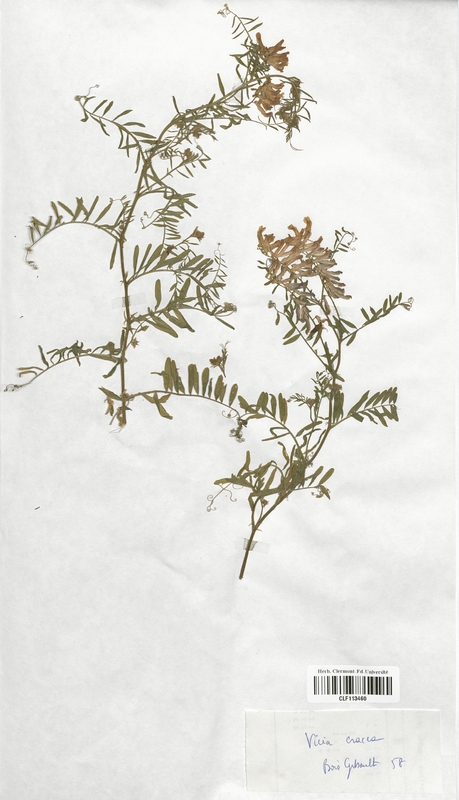 Vicia cracca (Fabaceae)