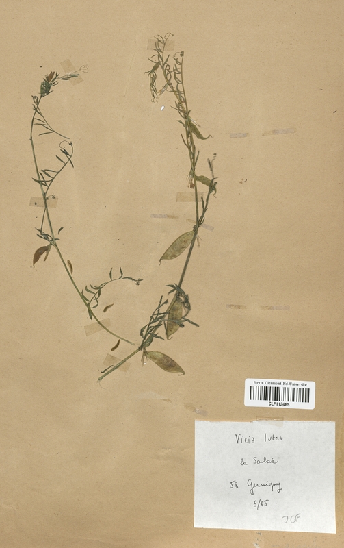 Vicia lutea (Fabaceae)