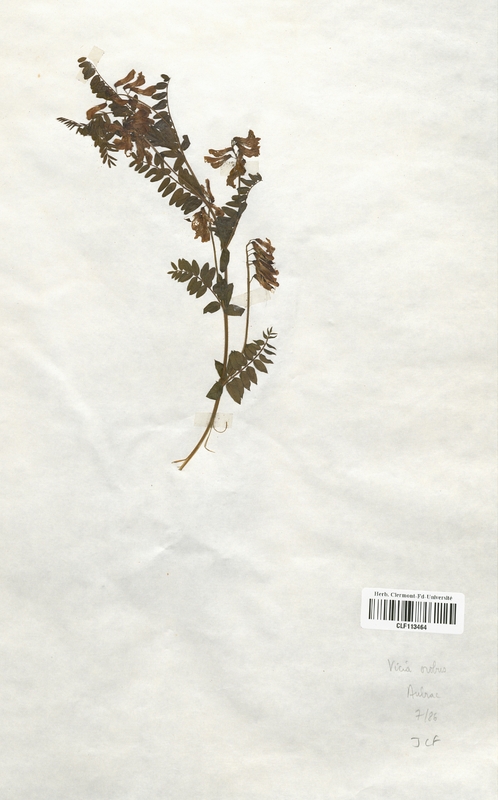 Vicia orobus (Fabaceae)