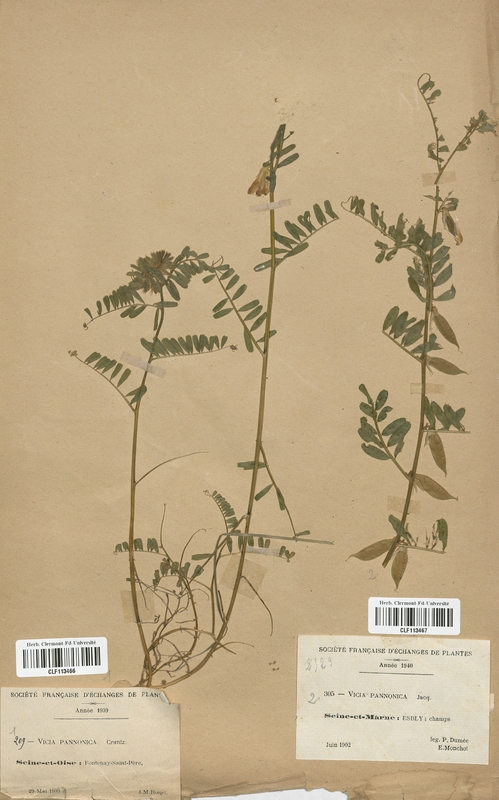 Vicia pannonica (Fabaceae)