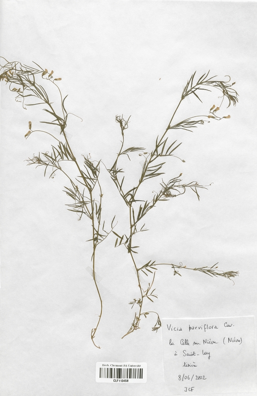 Vicia parviflora (Fabaceae)