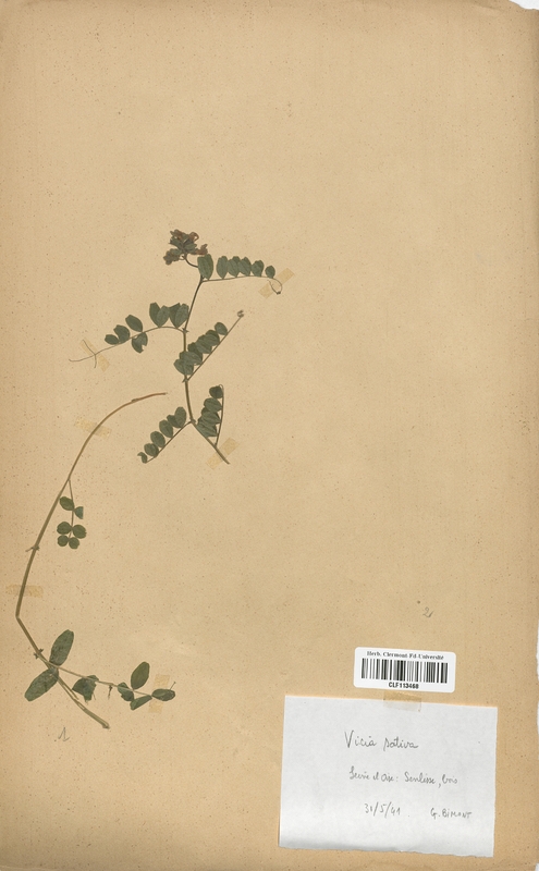 Vicia sativa (Fabaceae)