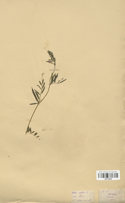 Vicia sativa (Fabaceae)