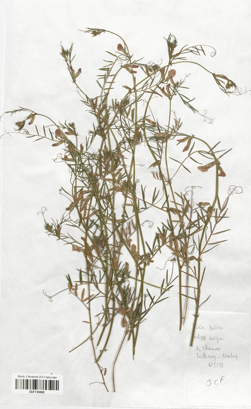 Vicia sativa (Fabaceae)