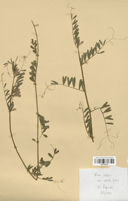 Vicia sativa notata (Fabaceae)
