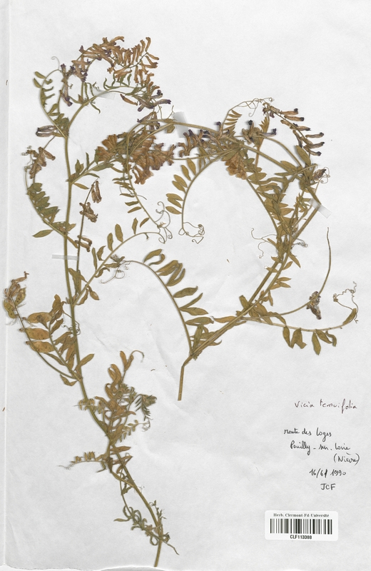 Vicia tenuifolia (Fabaceae)