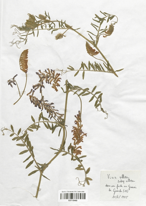 Vicia villosa villosa (Fabaceae)