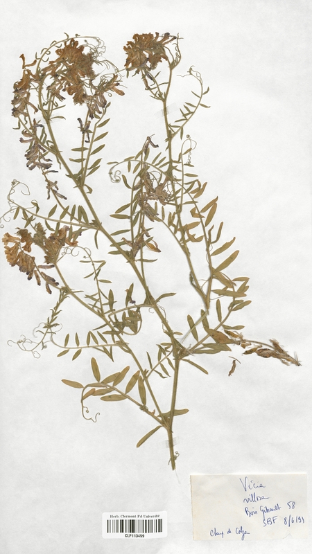 Vicia villosa (Fabaceae)