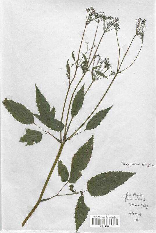 Aegopodium podagraria (Apiaceae)