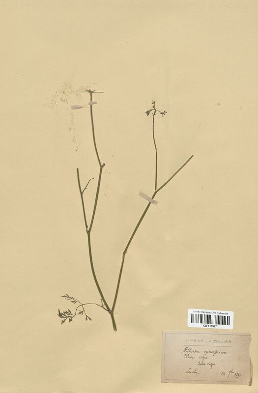 Aethusa cynapium (Apiaceae)