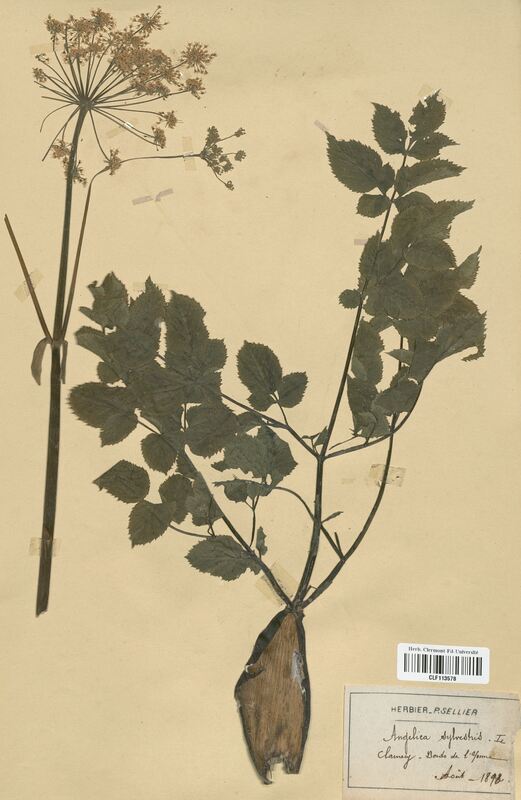 Angelica sylvestris (Apiaceae)