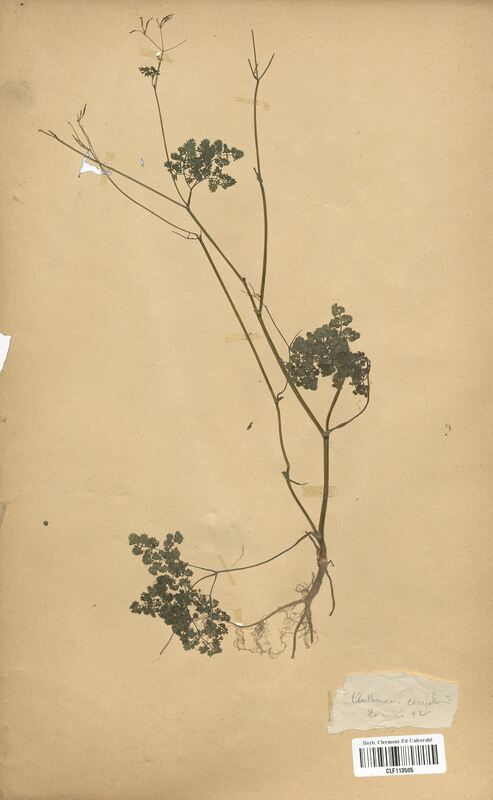Anthriscus cerefolium (Apiaceae)