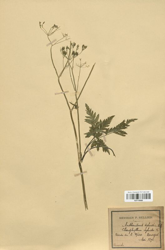 Anthriscus sylvestris (Apiaceae)
