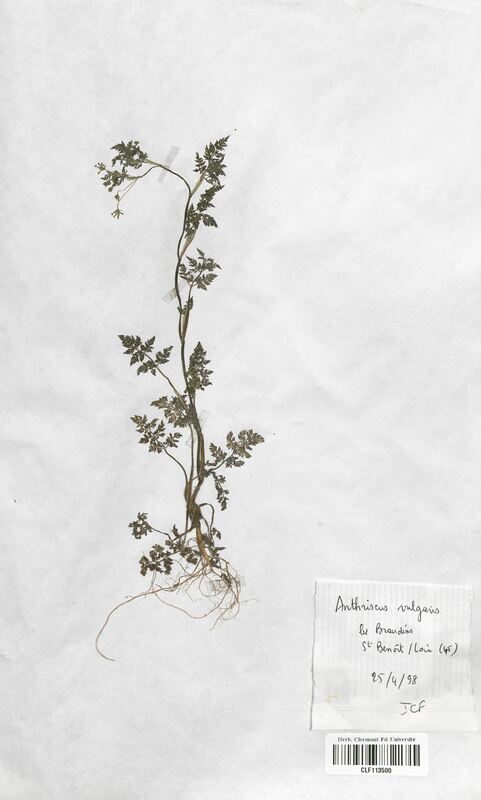 Anthriscus vulgaris (Apiaceae)