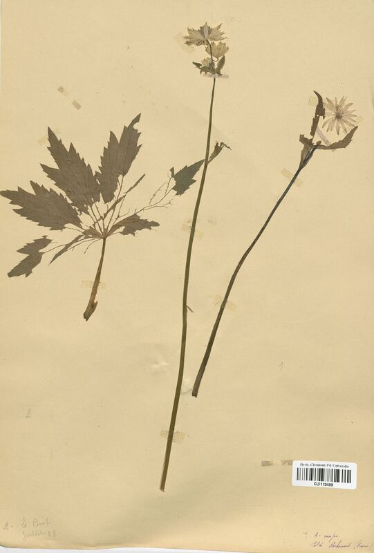 Astrantia major (Apiaceae)