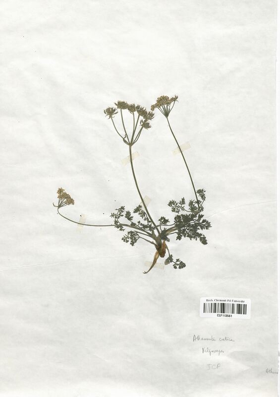 Athamentha cretica (Apiaceae)