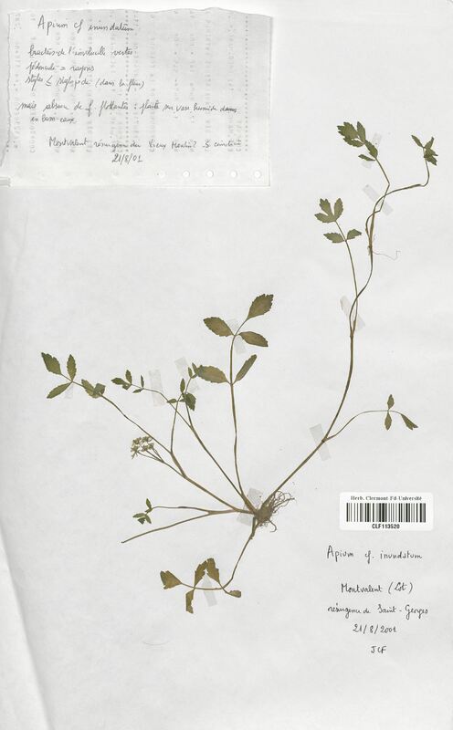 Apium inundatum (Apiaceae)