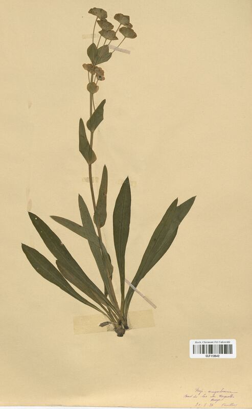 Bupleurum angulosum (Apiaceae)