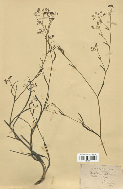 Bupleurum falcatum (Apiaceae)