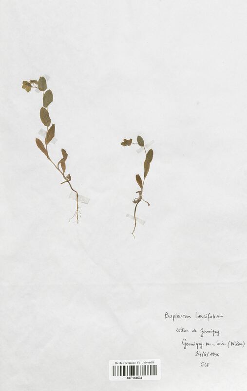 Bupleurum longifolium (Apiaceae)