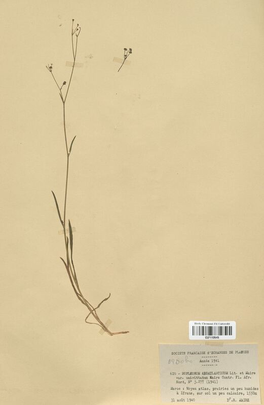 Bupleurum mesatlanticum (Apiaceae)