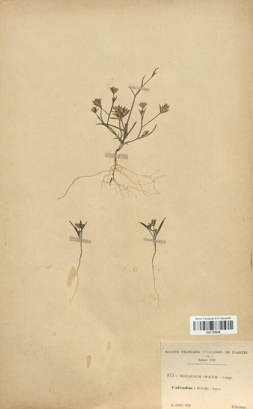 Bupleurum opacum (Apiaceae)