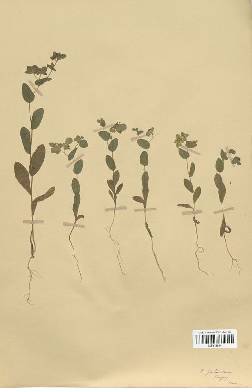 Bupleurum protractum (Apiaceae)