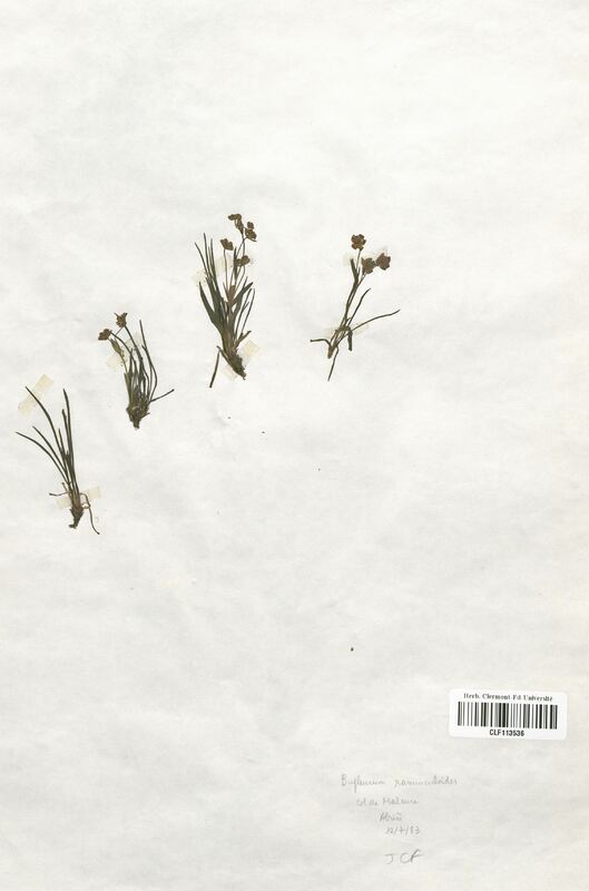 Bupleurum ranunculoides (Apiaceae)