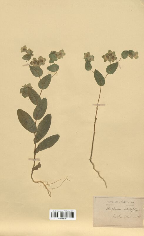Bupleurum rotundifolium (Apiaceae)