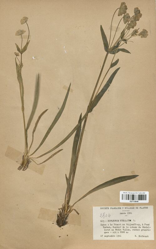 Bupleurum stellatum (Apiaceae)