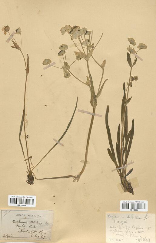 Bupleurum stellatum (Apiaceae)