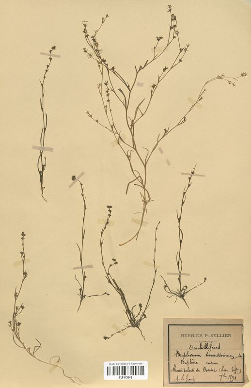 Bupleurum tenuissimum (Apiaceae)