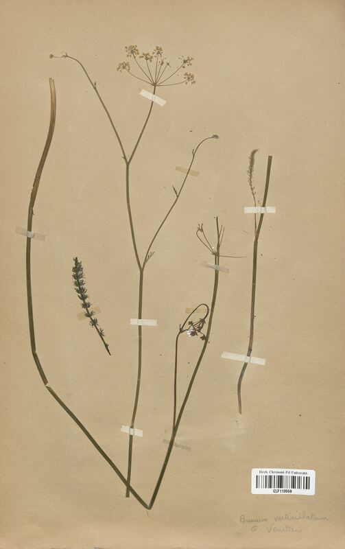 Carum verticillatum (Apiaceae)