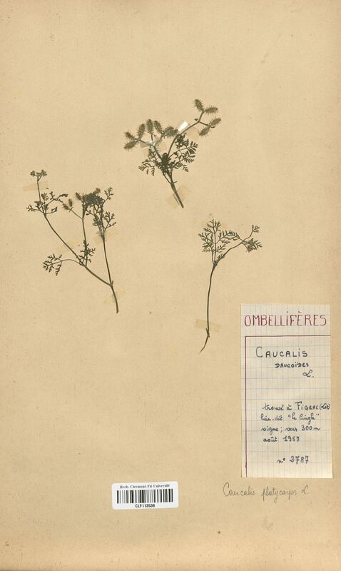Caucalis daucoides (Apiaceae)