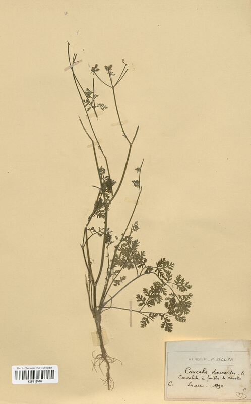 Caucalis daucoides (Apiaceae)